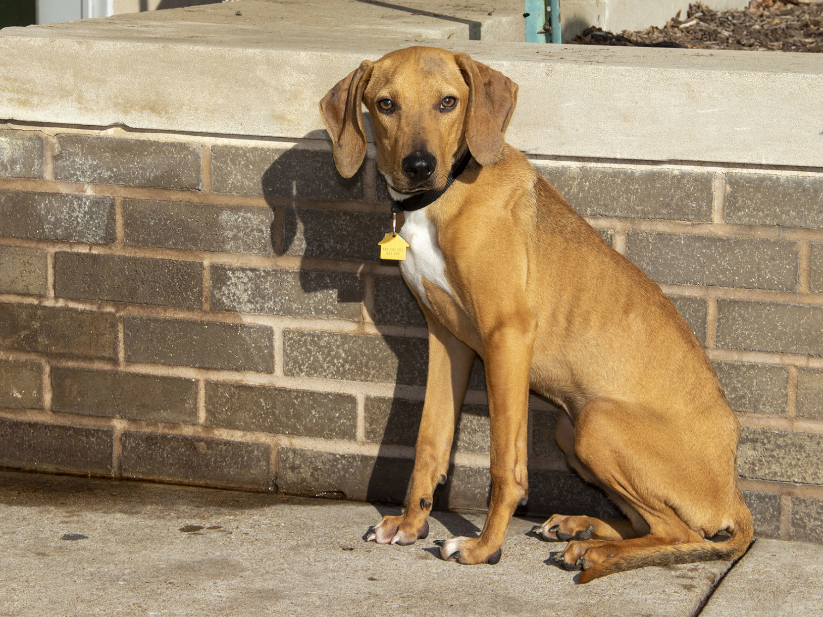 Last week's pet, still available: Lance